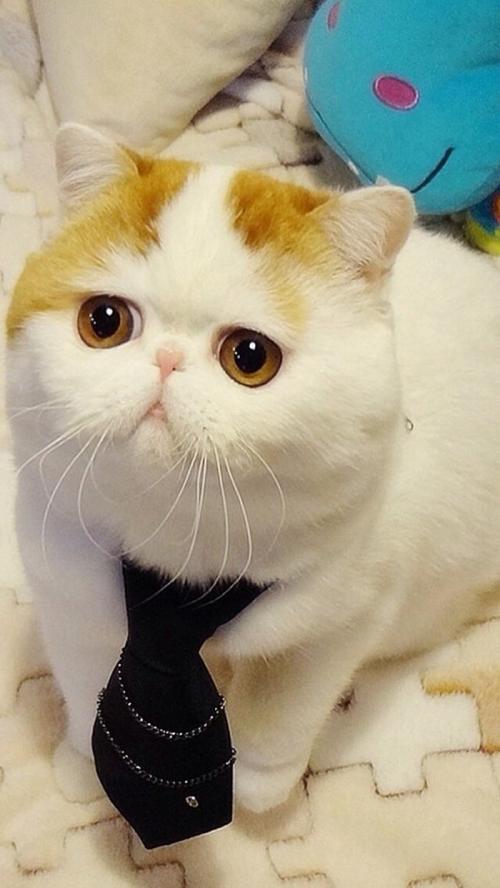 ּ̫ſعȨת йΪعɹɶ